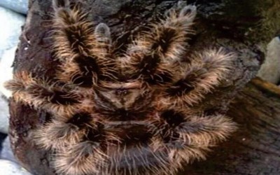 Albopilosum Honduran Sling 1 cm +- Tarantula